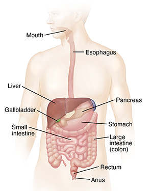Anatomy of the Digestive System | Spectrum Health Lakeland