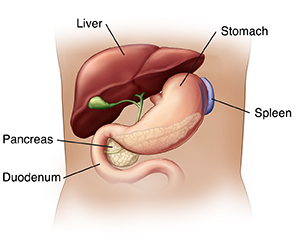 The Pancreas- Anatomy and Functions | Spectrum Health Lakeland